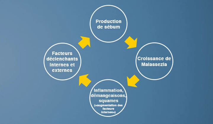 L'eczéma séborrhéique est un cercle vicieux : c'est une réaction de la peau qui lutte contre un étrange intrus.