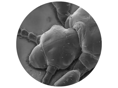 A quoi ressemblent les poux et les lentes ?