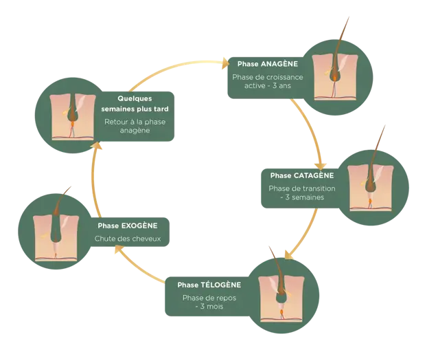 Haargroei verloopt via een simpele cyclus die uit verschillende fases bestaat
