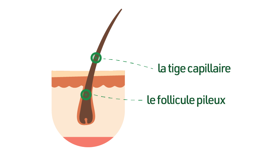 De quoi se compose exactement un cheveu ?