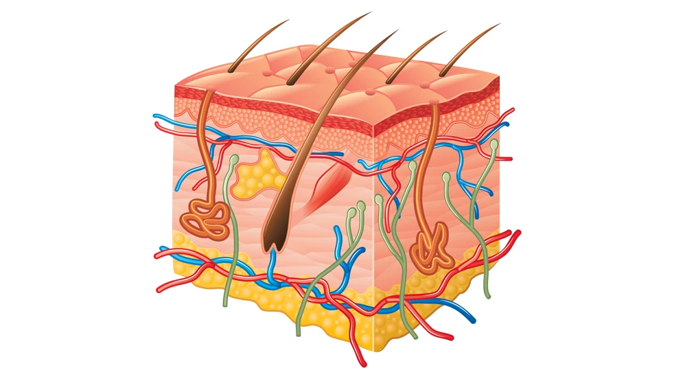 Lisez tout sur la fonction de la peau ici.