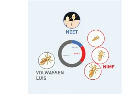 De voortplanting van een luis: hoe verloopt die?
