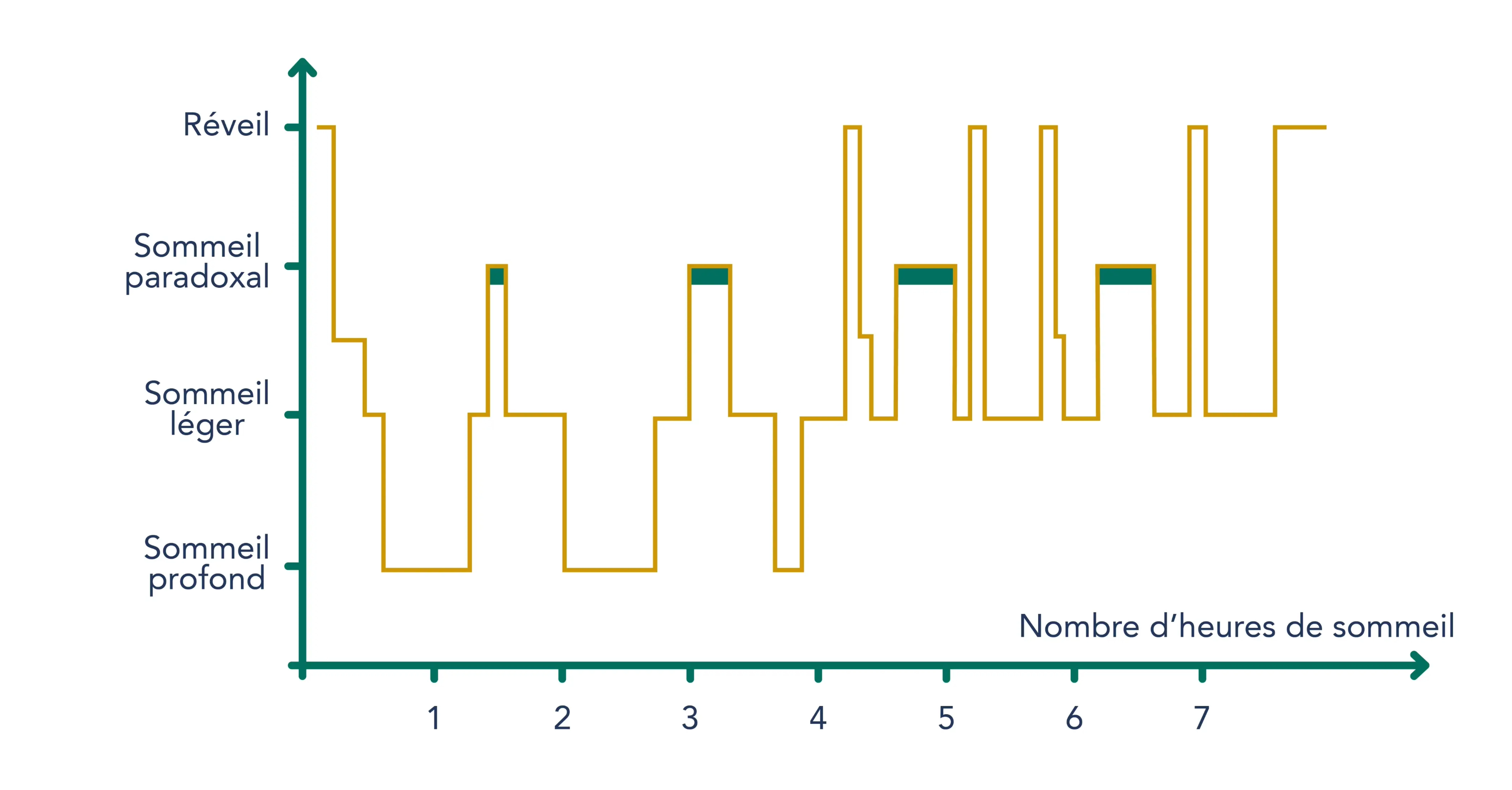 Les cycles de sommeil 