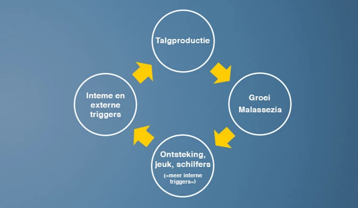 Seborroïsch eczeem is een vicieuze cirkel: het is een reactie van de huid die vecht tegen een vreemde indringer.