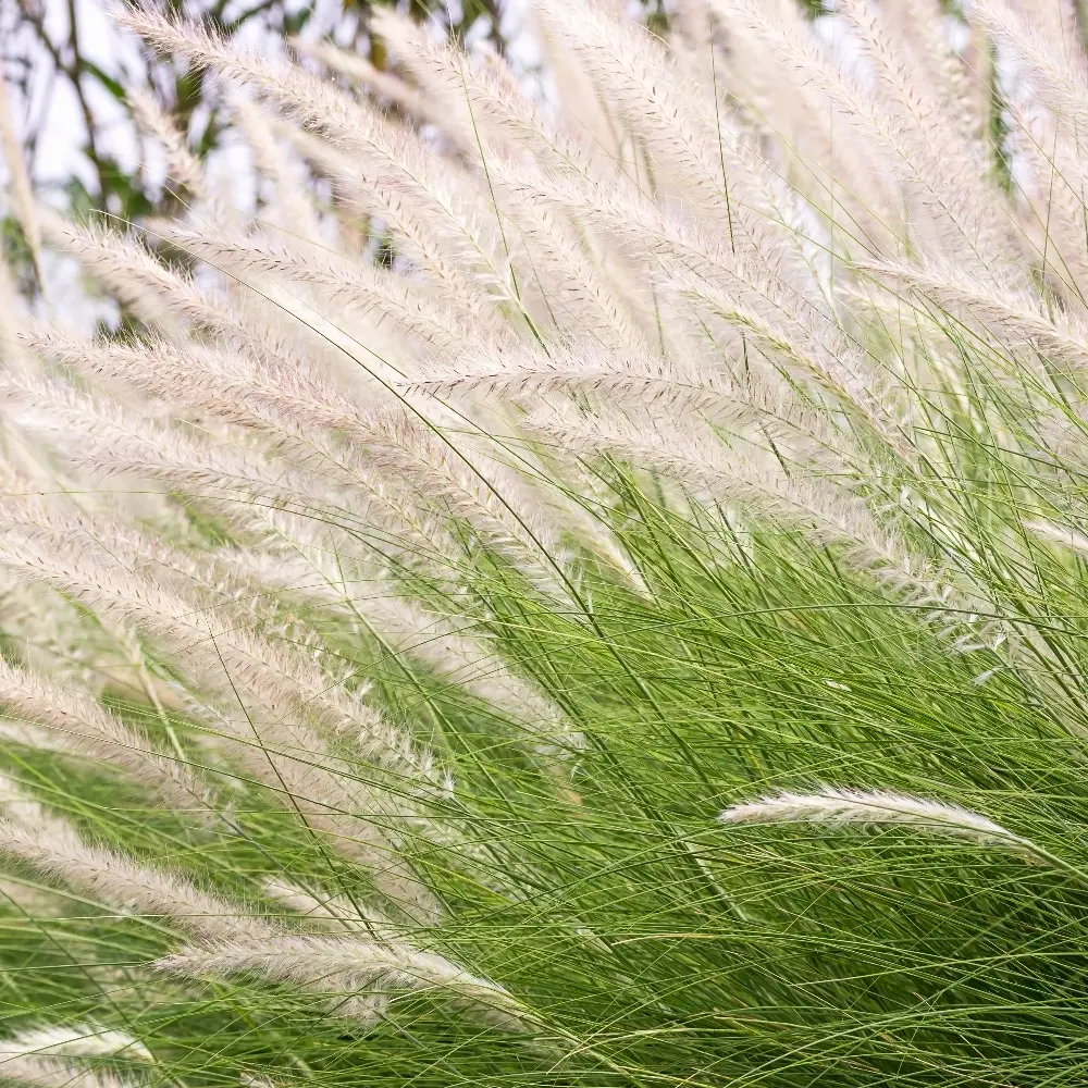 Découvrez à quels pollens vous êtes allergique et tentez de les éviter autant que possible (p. ex. ne placez aucune plante ornementale dans votre jardin, …).