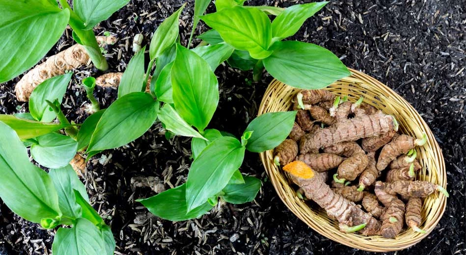 L’effet du curcuma sur nos articulations n’est pas si important.
