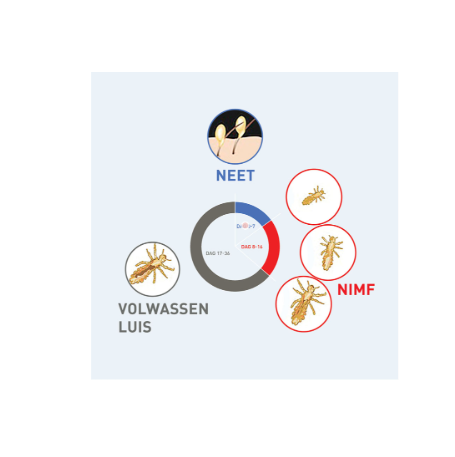 Comment les poux se reproduisent-ils?