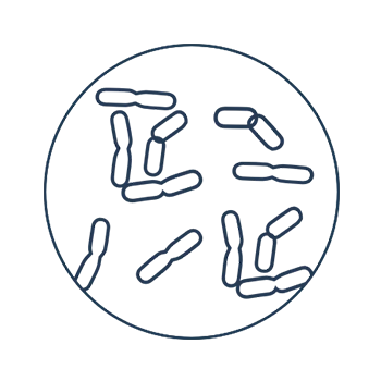 De schimmel Malassezia furfur is de belangrijkste veroorzaker van roos.