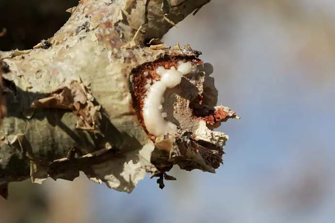 Boswellia serrata groeit onder meer in India en delen van Afrika. Traditioneel wordt er wierook uit gewonnen. 